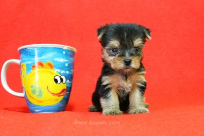 จำหน่าย และ เพาะพันธุ์ สุนัข พันธุ์ Yorkshire Terrier ไซร์เล็ก
