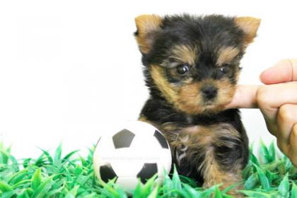 จำหน่าย และ เพาะพันธุ์ สุนัข พันธุ์ Yorkshire Terrier ไซร์เล็ก