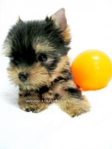 จำหน่าย และ เพาะพันธุ์ สุนัข พันธุ์ Yorkshire Terrier ไซร์เล็ก