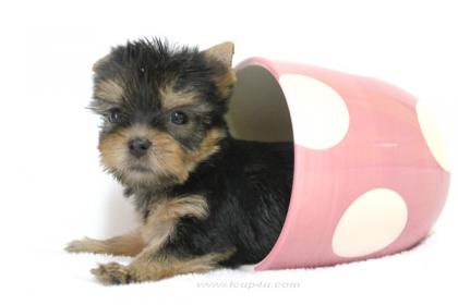 จำหน่าย และ เพาะพันธุ์ สุนัข พันธุ์ Yorkshire Terrier ไซร์เล็ก