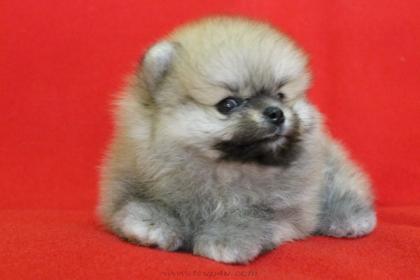 จำหน่าย และ เพาะพันธุ์ สุนัข พันธุ์ Pomeranian หน้าหมี สาย อเมริกา