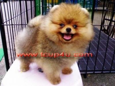 จำหน่าย และ เพาะพันธุ์ สุนัข พันธุ์ Pomeranian หน้าหมี สาย อเมริกา