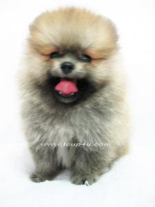 จำหน่าย และ เพาะพันธุ์ สุนัข พันธุ์ Pomeranian หน้าหมี สาย อเมริกา