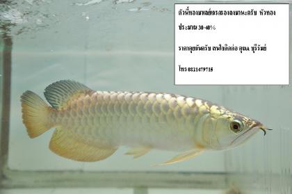 ขายปลามังกรทองมาเลย์เกรดพรีเมี่ยม 24k หัวทอง