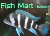 ฟิช มาร์ท (Fish Mart)