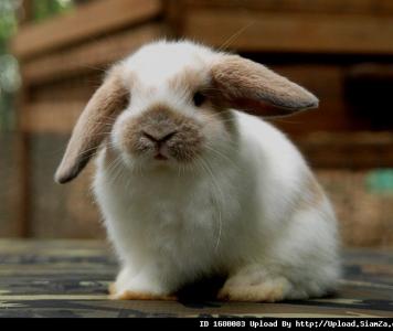กระต่าย เพศหญิง HL 100%  จากฟาร์มBunnyDelight ค่ะ