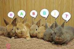 Mini Rex