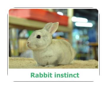Mini Rex