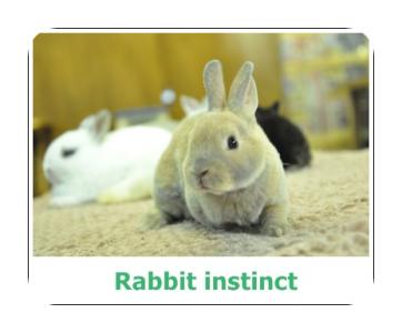 Mini Rex