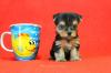 จำหน่าย และ เพาะพันธุ์ สุนัข พันธุ์ Yorkshire Terrier ไซร์เล็ก