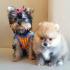 จำหน่าย และ เพาะพันธุ์ สุนัข พันธุ์ Yorkshire Terrier ไซร์เล็ก