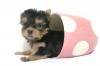จำหน่าย และ เพาะพันธุ์ สุนัข พันธุ์ Yorkshire Terrier ไซร์เล็ก