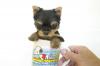 จำหน่าย และ เพาะพันธุ์ สุนัข พันธุ์ Yorkshire Terrier ไซร์เล็ก