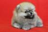 จำหน่าย และ เพาะพันธุ์ สุนัข พันธุ์ Pomeranian หน้าหมี สาย อเมริกา