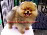 จำหน่าย และ เพาะพันธุ์ สุนัข พันธุ์ Pomeranian หน้าหมี สาย อเมริกา