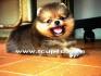 จำหน่าย และ เพาะพันธุ์ สุนัข พันธุ์ Pomeranian หน้าหมี สาย อเมริกา