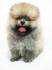จำหน่าย และ เพาะพันธุ์ สุนัข พันธุ์ Pomeranian หน้าหมี สาย อเมริกา