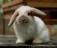 กระต่าย เพศหญิง HL 100%  จากฟาร์มBunnyDelight ค่ะ