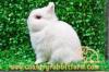 Country Rabbit Farm ฟาร์มกระต่ายและเควี่ สายพันธุ์แท้ มาตรฐานสากล