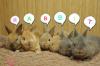 Mini Rex