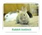 Mini Rex
