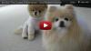 2 Boo The Cutest Pomeranian - Soul Seekin Woman