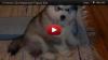 8 Weeks Old Malamute Puppy Iida