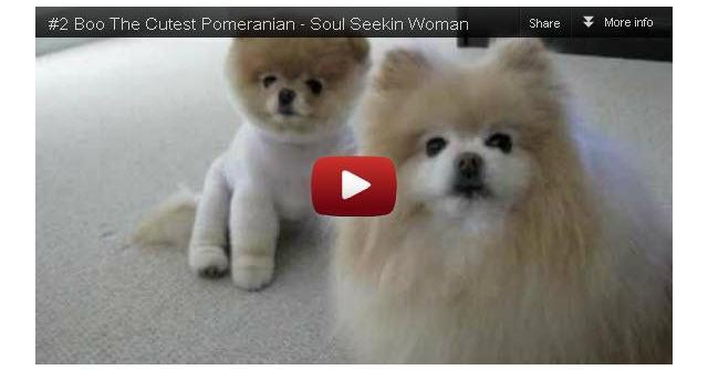 2 Boo The Cutest Pomeranian - Soul Seekin Woman
