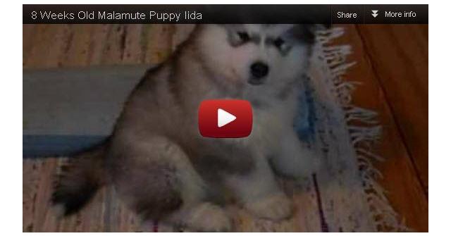 8 Weeks Old Malamute Puppy Iida